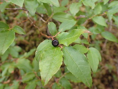 Vaccinium membranaceum