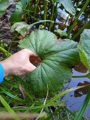Petasites radiatus