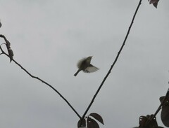 Phylloscopus inornatus