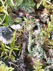 Cladonia verticillata