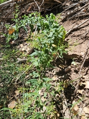 Scrophularia parviflora