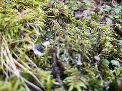 Cladonia verticillata
