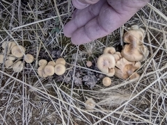 Stropharia coronilla