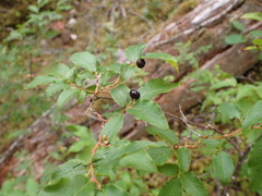 Vaccinium membranaceum