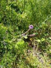 Verbena lasiostachys