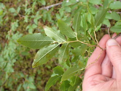 Vaccinium membranaceum