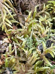 Cladonia verticillata