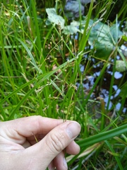 Glyceria notata