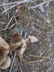 Stropharia coronilla