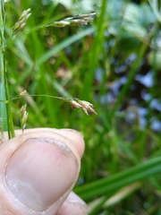 Glyceria notata