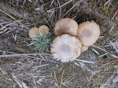 Stropharia coronilla