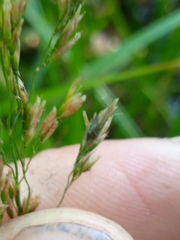 Glyceria notata