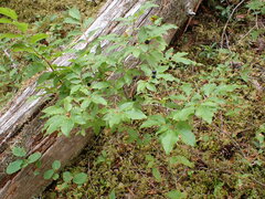 Vaccinium membranaceum