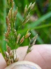 Glyceria notata