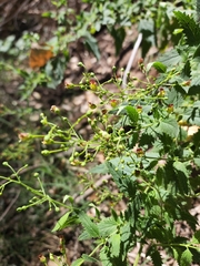 Scrophularia parviflora
