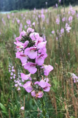 Pedicularis mexicana
