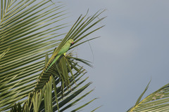 Psittacula krameri