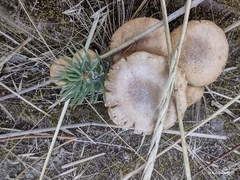 Stropharia coronilla