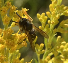 Vespula vidua