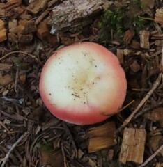 Russula bicolor