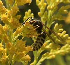 Vespula vidua