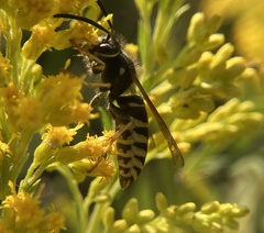 Vespula vidua