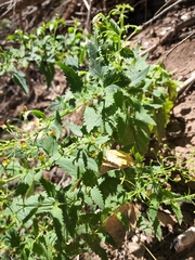 Scrophularia parviflora