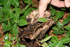 Gomphidius oregonensis