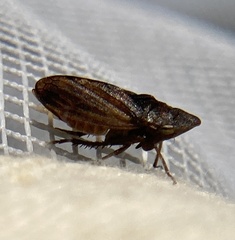 Aphrodes makarovi