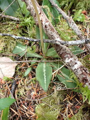 Goodyera oblongifolia