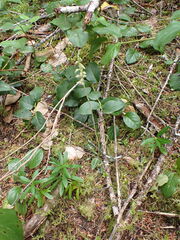 Goodyera oblongifolia