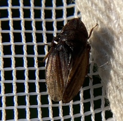 Aphrodes makarovi