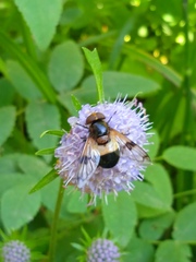 Volucella pellucens