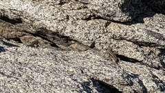 Sceloporus graciosus