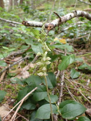 Goodyera oblongifolia