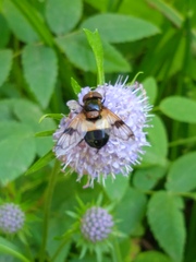 Volucella pellucens