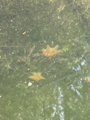 Dermasterias imbricata