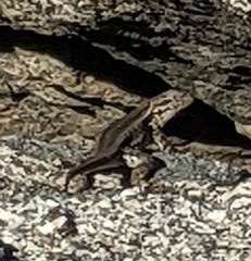 Sceloporus graciosus
