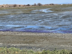 Bacteria