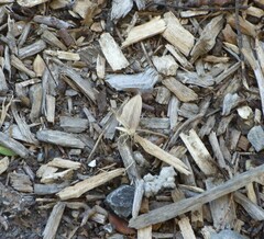 Epiphryne verriculata