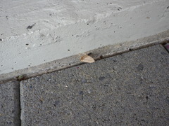 Epiphryne verriculata