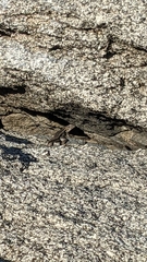Sceloporus graciosus