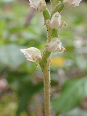 Goodyera oblongifolia