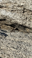 Sceloporus graciosus