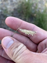 Bouteloua gracilis