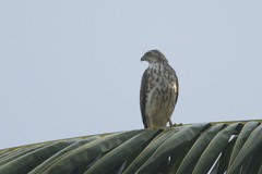 Accipiter badius
