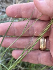 Bouteloua gracilis