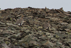 Tetraogallus altaicus