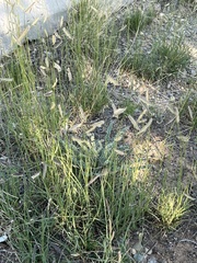 Bouteloua gracilis