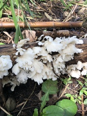 Favolus brasiliensis